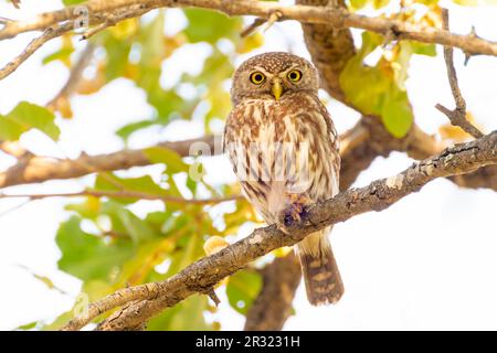 Pearl-spotted owlet (Glaucidium perlatum) perched on a tree branch, looking at camera, Kruger National Park, Mpumalanga, South Africa. Stock Photo