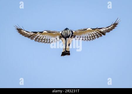 Pied kingfisher (Ceryle rudis) hovering, Kruger National Park, Limpopo, South Africa. Stock Photo