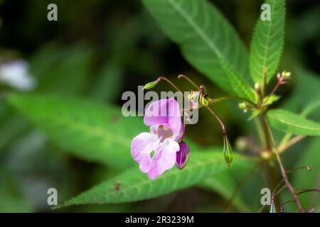 Impatiens glandulifera Royle or Himalayan balsam flower and seed pods, an invasive species in England Stock Photo