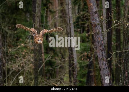 Tawny Owl - Strix aluco, beatiful common owl from Euroasian forests and woodlands, Czech Republic. Stock Photo