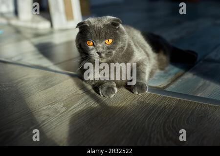 A fat gray scottish fold tabby cat lies on the floor, domestic pet, love animal. Stock Photo