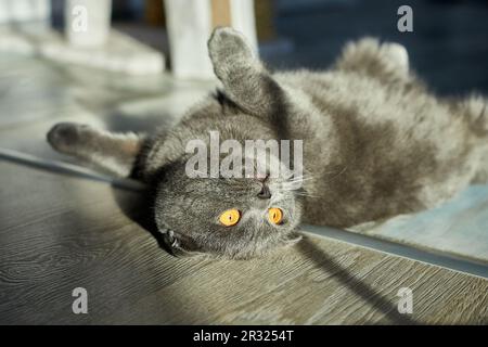 A fat gray scottish fold tabby cat lies on the floor, domestic pet, love animal. Stock Photo