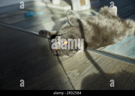 A fat gray scottish fold tabby cat lies on the floor, domestic pet, love animal. Stock Photo