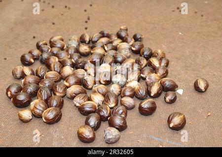 the spice nutmeg seeds on drying benches Stock Photo