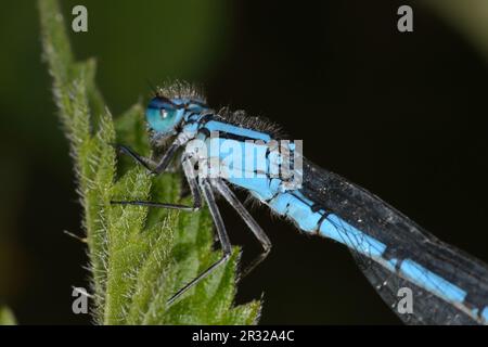 Close up of blue dragonfly Stock Photo