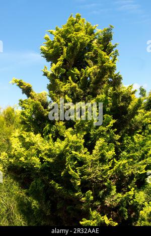 Japanese Cypress, Hinoki Cypress 'Meroke', Chamaecyparis obtusa 'Meroke' False cypress tree Stock Photo