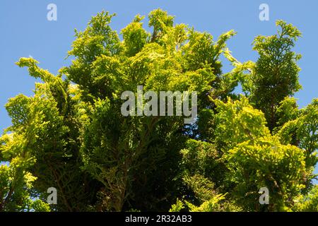 Japanese Cypress, Hinoki Cypress 'Meroke', Chamaecyparis obtusa 'Meroke' Stock Photo