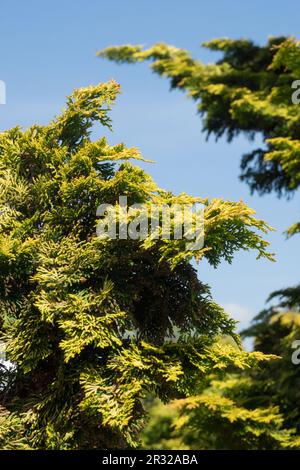 Japanese Cypress, Hinoki Cypress 'Rasha Hiba', Chamaecyparis obtusa 'Rasha Hiba' Stock Photo
