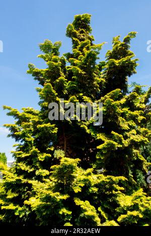 Japanese Cypress Tree Hinoki Cypress 'Rashahiba', Chamaecyparis obtusa 'Rashahiba' Stock Photo