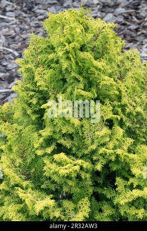 Japanese Cypress, 