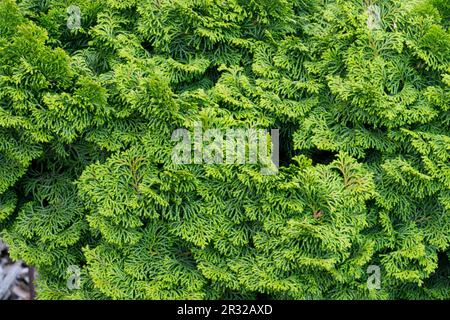 Japanese Cypress, Hinoki Cypress 'Rigida', Chamaecyparis obtusa 'Rigida' green spring foliage Stock Photo
