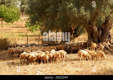 Rebaño de ovejas en el olivar.Biniatzar. Bunyola. Tramuntana.Mallorca.Illes Balears.España. Stock Photo