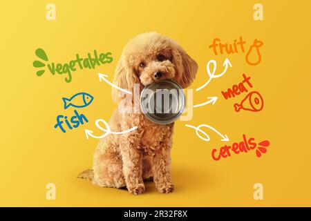 Toy poodle with empty bowl and food nutrients written on yellow background- Concept of dog food nutrition and diet Stock Photo