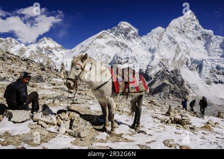 jinete y su caballo frente al monte Everest, 8848mts.Sagarmatha National Park, Khumbu Himal, Nepal, Asia. Stock Photo