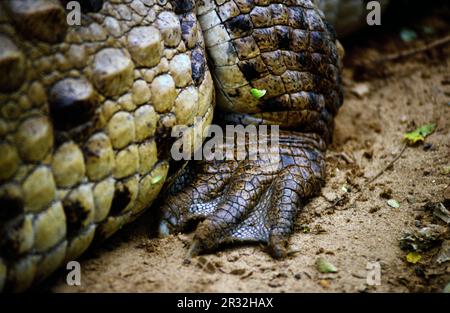 Cocodrilo narigudo o americano (Crocodylus acutus). Los Llanos.Masaguaral. Estado de Apure.Estado de Bolivar. Venezuela. Stock Photo