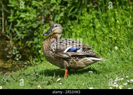 Female mallard duck (Anas platyrhynchos) standing on grass with daisies. Stock Photo