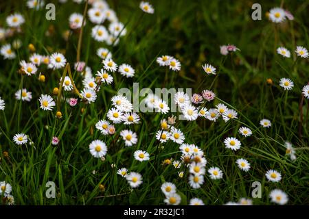 Looking down slightly into long green lush grass with beautiful Daisies in the field Stock Photo