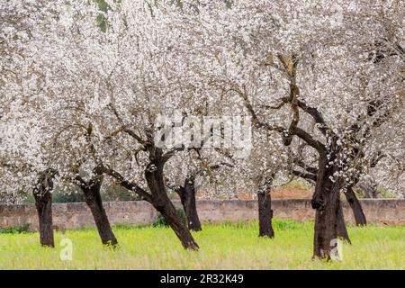 almendros en flor, S' Esglaieta, Esporlas, mallorca, islas baleares, españa, europa. Stock Photo