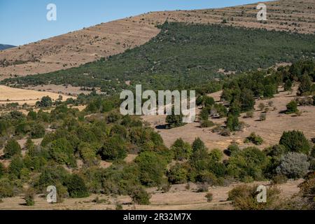 acebal de Garagüeta, Ilex aquifolium, Soria, Comunidad Autónoma de Castilla, Spain, Europe. Stock Photo