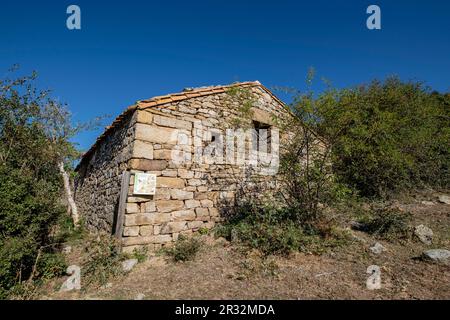 acebal de Garagüeta, Ilex aquifolium, Soria, Comunidad Autónoma de Castilla, Spain, Europe. Stock Photo