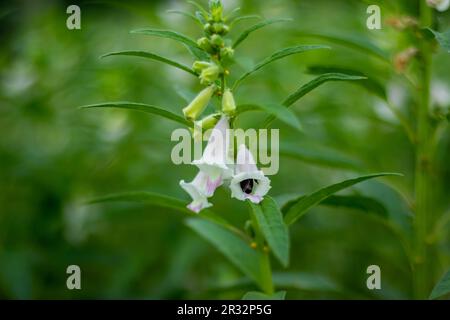 Insects and Bees are collecting honey from the Sesame flower, and the color of the flowers may be white, purple, or blue. They bloom in the summer, ca Stock Photo