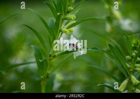 Sesamum indicum flower is beautiful and the plants are commonly used to make oil. Insects and Bees are collecting honey from the flower, and the color Stock Photo