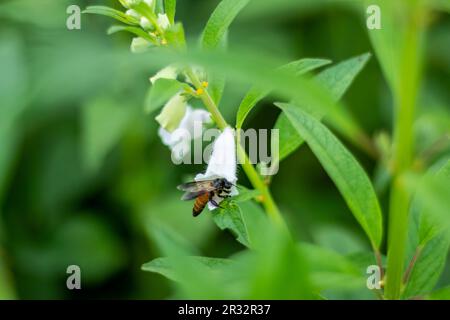 Sesamum indicum flower is actually quite beautiful and the plants are commonly used to make oil. Insects and Bees are collecting honey from the flower Stock Photo