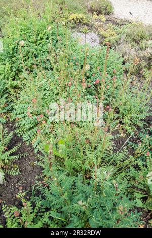 In the herb garden area of Samarès Manor, Jersey, Channel islands. Stock Photo