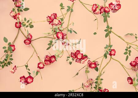 Retro styled background of blooming rose flowers growing against a pink wall Stock Photo
