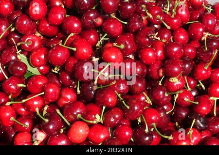 Close up of pile of ripe cherries with stalks and leaves. Large collection of fresh red cherries. Ripe cherries background. Stock Photo