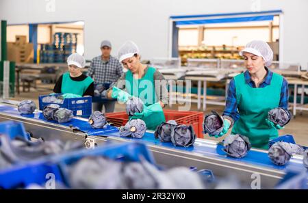 Female employees of vegetable factory sorting red cabbages on conveyor ...