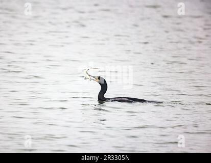 Double crested Cormorant with Leopard Shark Stock Photo