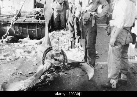 The remains of the engine and propellor of the Japanese kamikaze suicide aircraft which struck the deck of HMAS Australia. When Japan was facing defeat in late 1944 it chose to destroy US ships with suicide bombings, known as Kamikaze.These attacks were a potent physical and psychological weapon and sunk a total of 47 ships at a cost of more than 3000 pilots and planes. By late 1944 the US Navy was large enough that the losses were insignificant and they did not alter the course of the war. Stock Photo