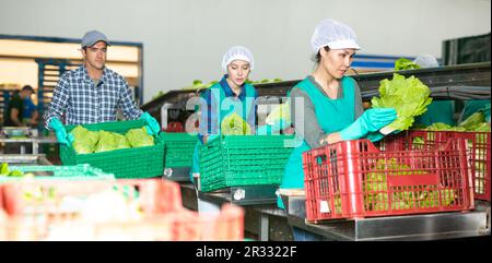 Workers of vegetable sorting factory arranging lettuce in boxes Stock ...