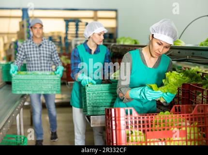 Workwoman arranging lettuce in boxes on vegetable sorting line Stock ...