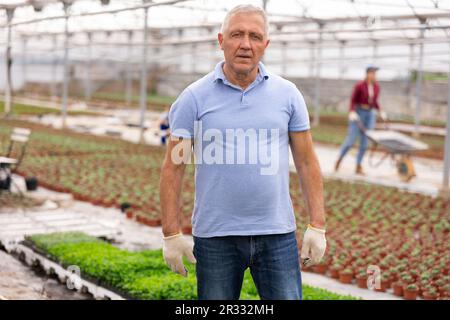 Old man worker posing joyfully in greenhouse Stock Photo