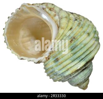 Silver-mouthed Turban / Turbo shell (Turbo Argyrostomus)  c4cm across Stock Photo