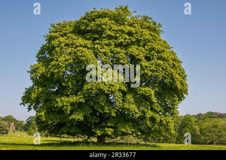 Mature Sycamore tree. Stock Photo