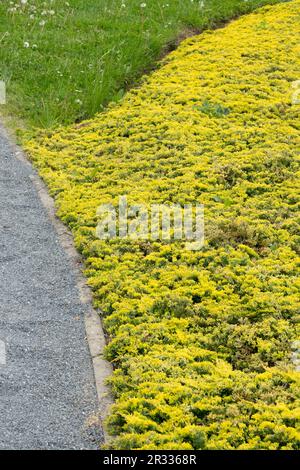Creeping Juniper, Juniperus horizontalis 'Golden Carpet', Border, Garden lawn, Path edge Stock Photo