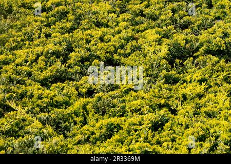 Creeping Juniper, Juniperus 'Golden Carpet', Background Juniperus horizontalis 'Golden Carpet' Stock Photo