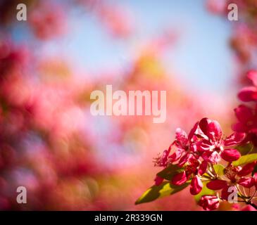 Bokeh background in spring Stock Photo