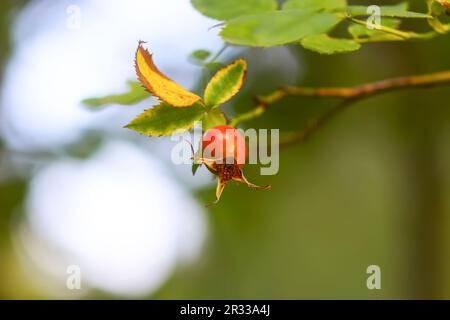 Rose hip berries on a bush in autumn season Stock Photo