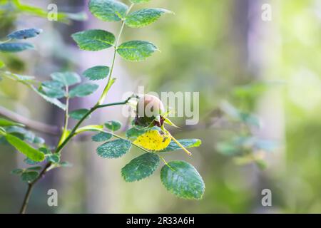 Rose hip berries on a bush in autumn season. Unripe berry Stock Photo