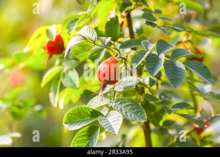 Rose hip berries on a bush in autumn season Stock Photo