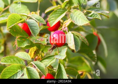 Rose hip berries on a bush in autumn season Stock Photo