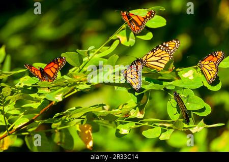 A gathering of monarch butterflies on a sumac branch during their annual migration Stock Photo