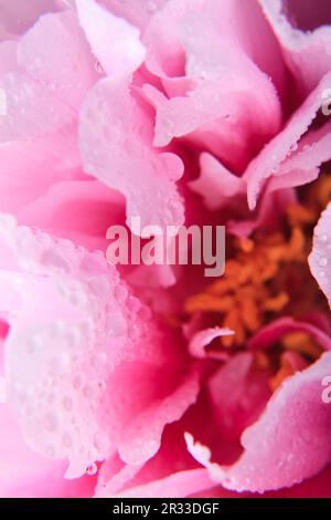 Pink peony close up Stock Photo