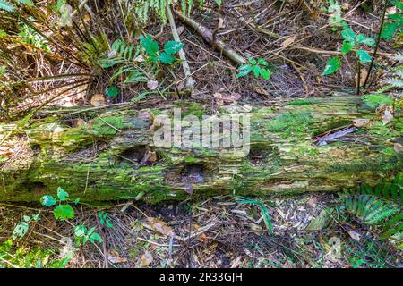 Decayed tree trunk eaten by beetles and eaten by bark beetles Stock Photo