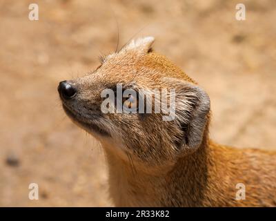 Head of Yellow mongoose - Cynictis penicillata Stock Photo