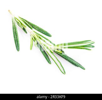 Rosemary leaf isolated Stock Photo - Alamy